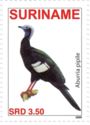 Blue-throated Piping Guan (Aburria pipile)